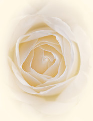 pale white rose flower close up, soft and airy romantic background