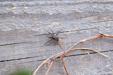 Close up view of small spider on natural background.