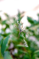 Yellow striped spider outside in nature in her spider web. .