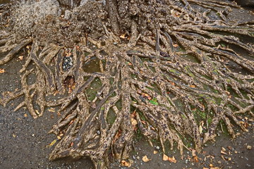 chaos trees roots Natural background.