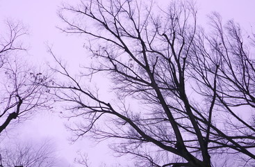 Deciduous trees in winter.