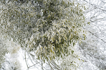 Naklejka premium Mistletoe parasitic plant on a frozen tree in winter