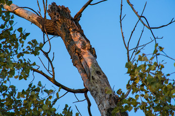Branch in the light of the evening sun against blue sky.