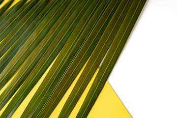 Tropical palm leaf on white background. Top view flat lay.