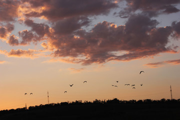 birds in the sunset