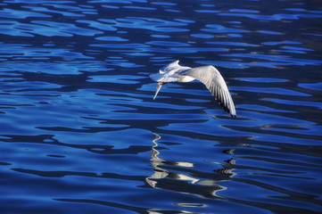Bird Flying over the Water with Reflection.