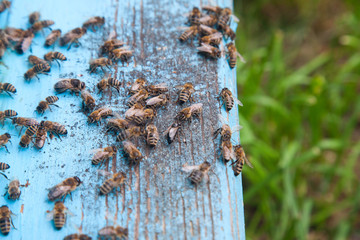 Swarming bees at the entrance of light blue beehive in apiary..