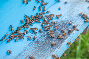 Swarming bees at the entrance of light blue beehive in apiary..