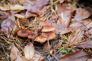 Wild forest mushrooms honey agarics in the forest among red an yellow leaves..