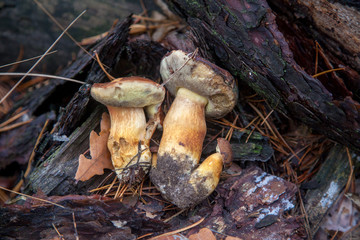 Group of wild edible bay bolete known as imleria badia or boletus badius mushroom on old stump in pine tree forest..