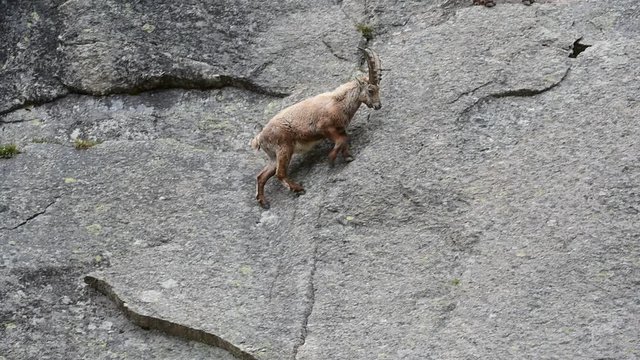 Alpine ibex traversing cliff face on narrow rock ledges in the Alps
