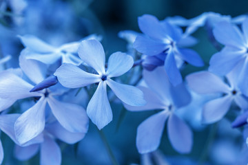 Phlox divaricata - wilder süßer Williams - Waldphlox - wilder blauer Phlox © Olga Ionina