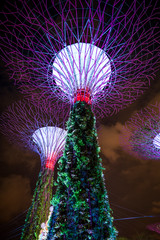 Night view of illuminated Supertrees in Singapore