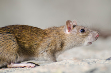 Wild Brown Rat.