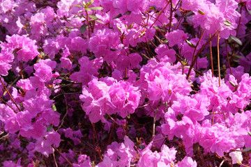 Rhododendron is blooming in city park, close up. Violet gentle flowers is growing in garden. Landscaping and decoration in spring season.