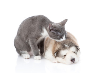 A gray kitten is sitting next to a puppy of malamute. The kitten kisses the puppy on the crown. Isolated on a white background