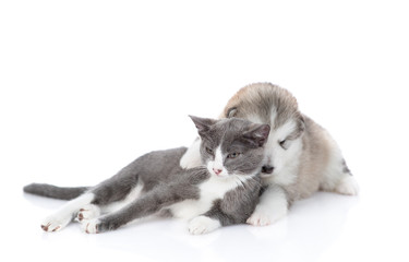 A gray kitten is sitting next to a puppy of malamute. The puppy hugs the kitten, put a paw on top of it. Isolated on a white background
