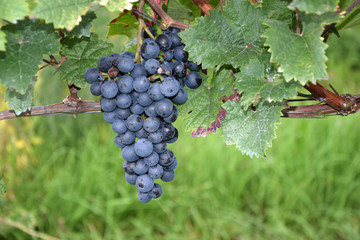 Weintrauben