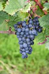 Weintrauben