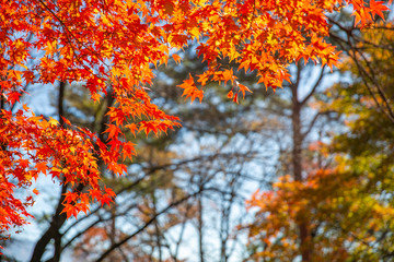 紅葉した楓　