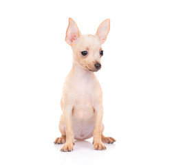 puppy of the toy Terrier on a white background