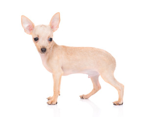 puppy of the toy Terrier on a white background