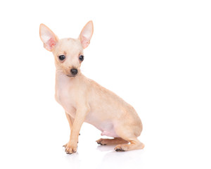 puppy of the toy Terrier on a white background