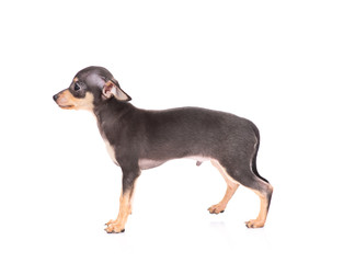 puppy of the toy Terrier on a white background
