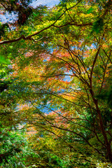 紅葉したカエデ