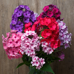 Bouquet of bright multi-colored phlox on a textural background of old wood.