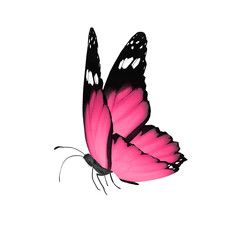 Color butterfly , isolated on white background