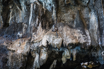 Monkeys on a rock in Thailand