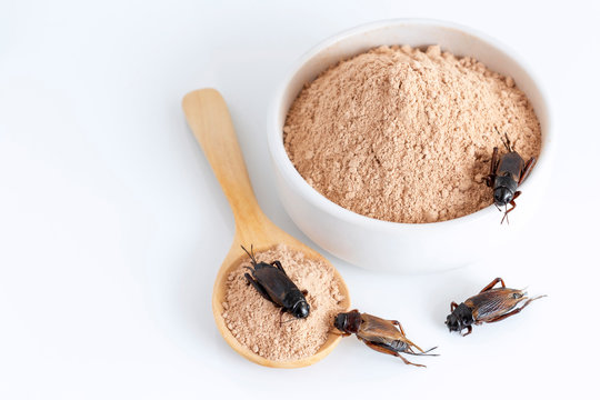 Cricket powder insect and pile Gryllus Bimaculatus for eating as food items made of cooked insect meat in bowl on white background is good source of protein edible for future and entomophagy concept.
