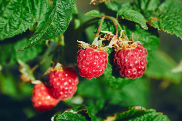 Bunch of ripe raspberries hanging on a branch