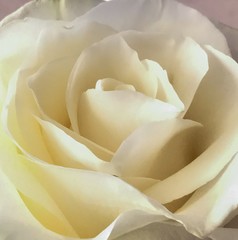 White rose flower close-up. Lovely flower. Bouquet of roses for the holiday.