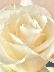 White rose flower close-up. Lovely flower. Bouquet of roses for the holiday.