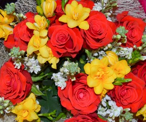 Red rose flower close-up. Lovely flower. Bouquet of roses for the holiday.