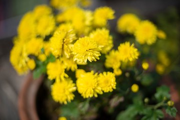A bunch of fresh yellow wild flowers planted in a pot in a terrace/garden. Indian flowers.