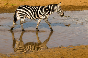 Fototapeta na wymiar zebra zebrata