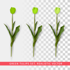 Fototapeta na wymiar Green tulips set on transparent background. Realistic vector illustration