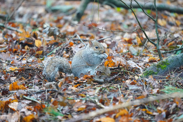 Grey squirrel foraging for food