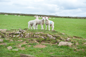 Obraz premium Easter Lambs