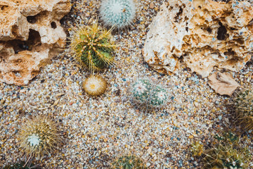 Detail of some cacti seen from above.
