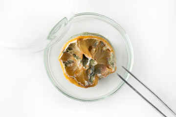 Ugly lemon with mold in petri dish on white. View from above.