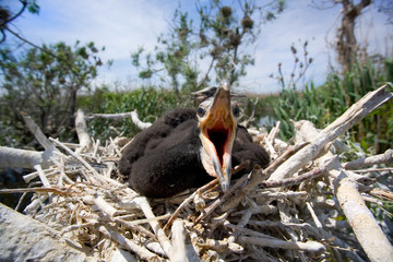 Naklejka na ściany i meble Cormorant nestling in the nest. The Volga River Delta. Summer