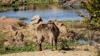 Waterbuck, South Africa