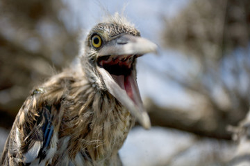 Heron nestling near the nest. The Volga River Delta. Summer