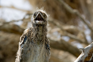 Heron nestling near the nest. The Volga River Delta. Summer