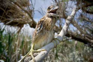 Heron nestling near the nest. The Volga River Delta. Summer