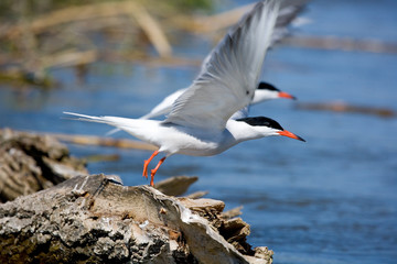 Soaring seagull. The Volga River Delta. Summer
